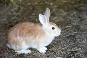 Organic feed rabbits growth