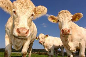 Organic cows maintenance feed