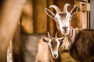 Organic goats milk feed