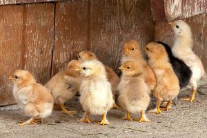 Organic feed chicks growth