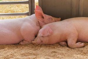 Organic feed pigs growth