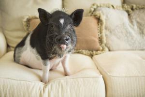 Bio-futter für Hausschweine