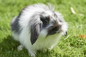 Alimentos orgânicos para coelhos de estimação