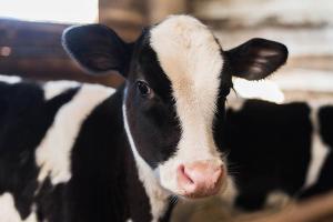 Organic feed for dairy cows