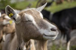 Organic goats replacement feed