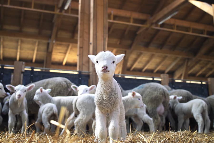 Organic feed lambs growth