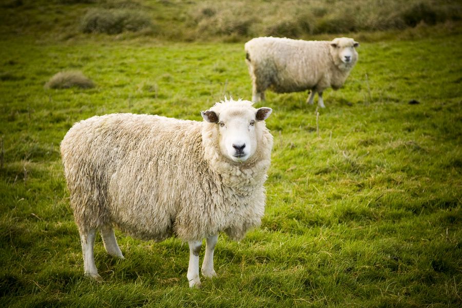 Bio-Ersatzfutter für Schafe