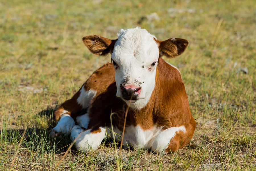 Organic feed calves growth