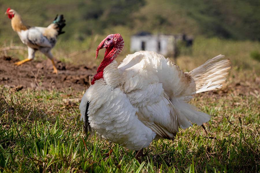 Organic  turkeys growth feed