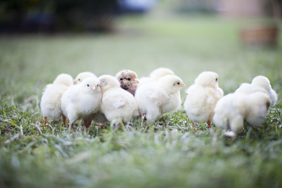 Organic feed chickens growth