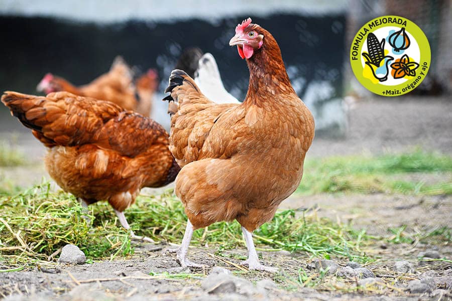 Organic feed for laying hens