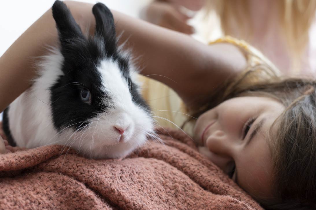 Everything you need to know to care for your domestic rabbit.