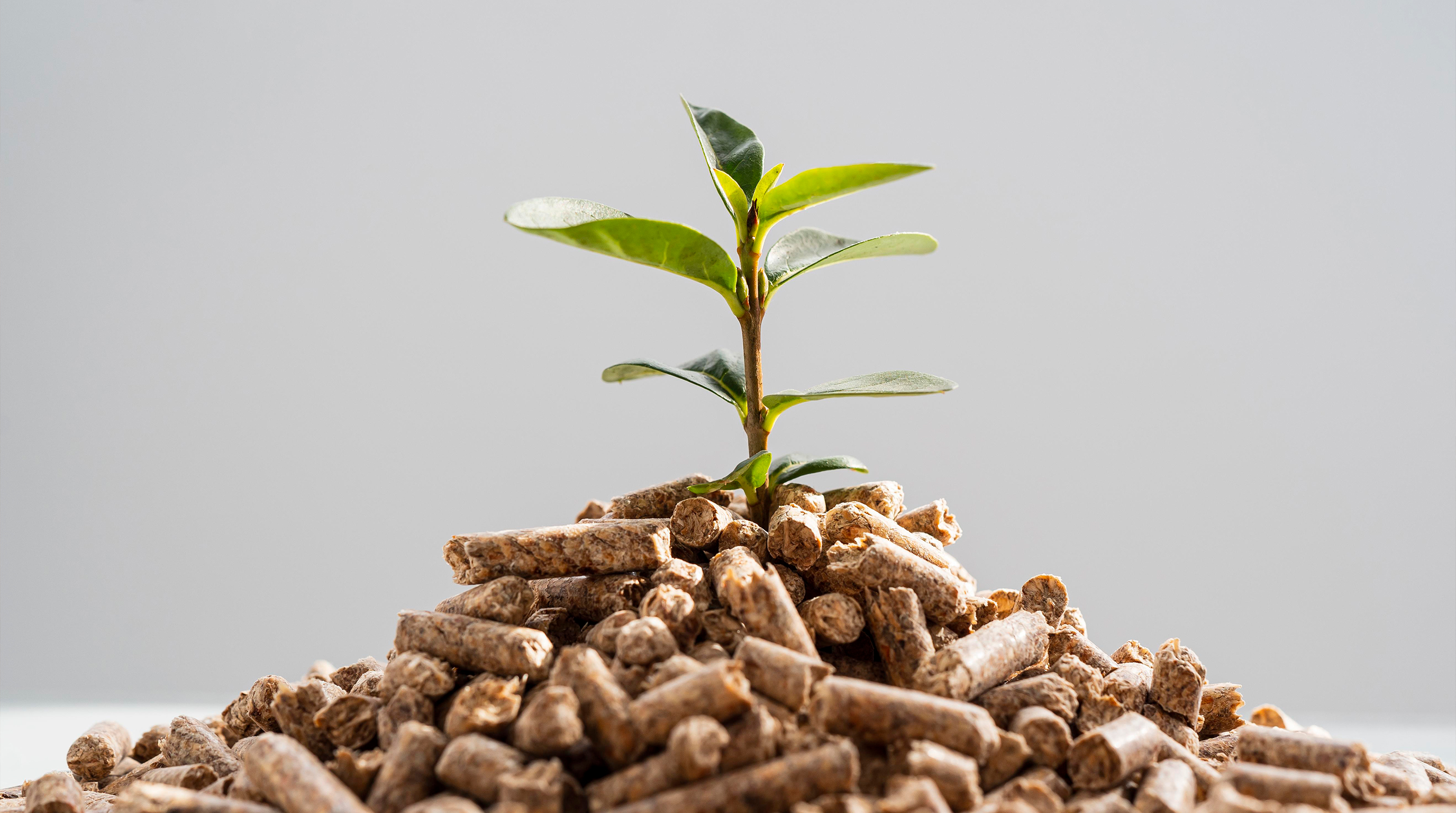 Beneficios del pienso ecol&oacute;gico en invierno: una alimentaci&oacute;n clave para el bienestar y la productividad animal