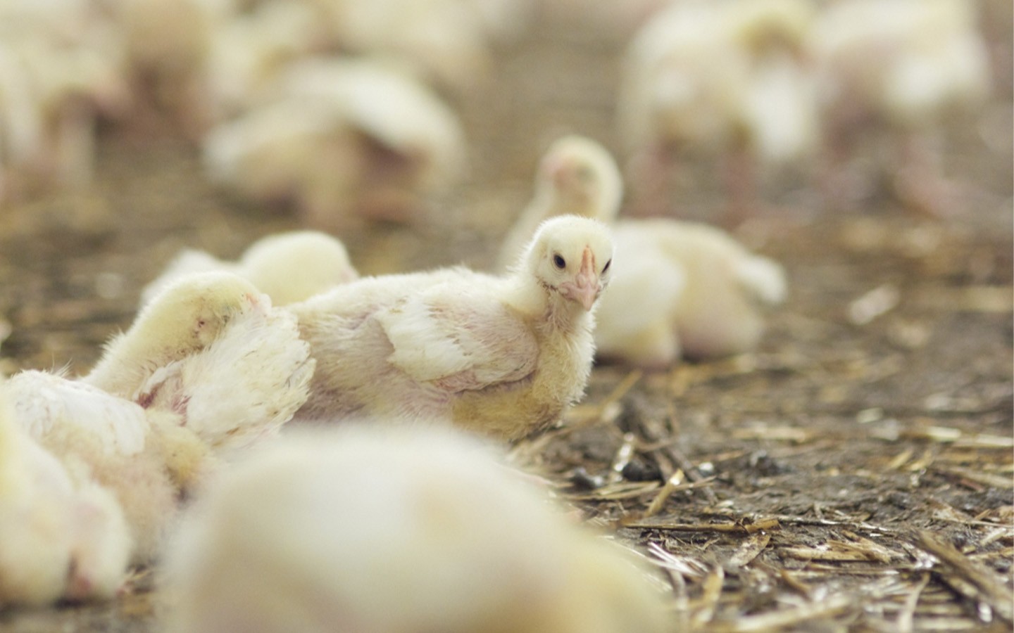 Unser Engagement f&uuml;r Bio-H&uuml;hnerern&auml;hrung