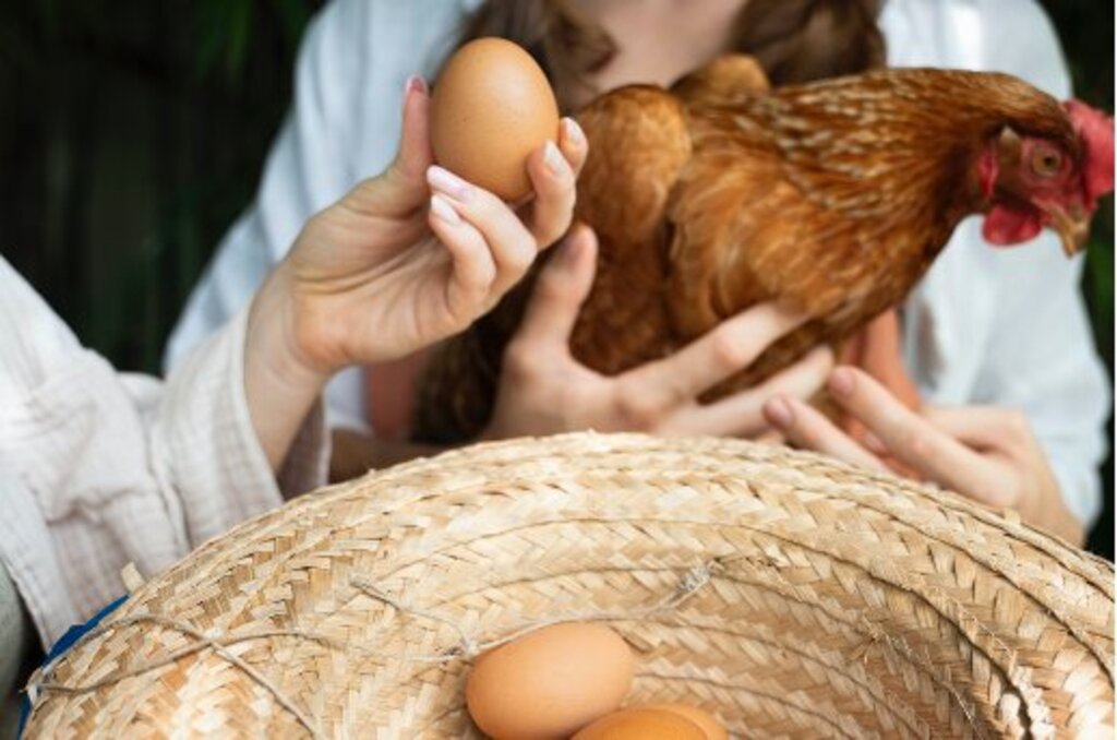 Discover the revolution in egg quality with our feed for laying hens! 
