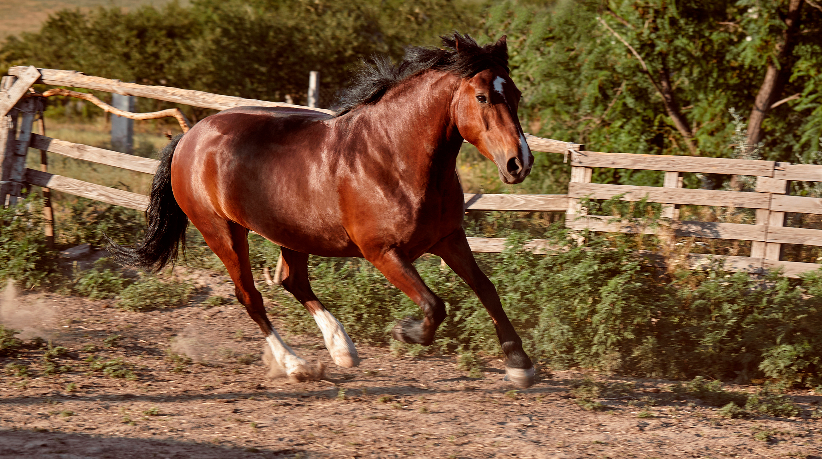 Natural Energy for Horses: How to Improve Their Performance Without Resorting to Artificial Additives