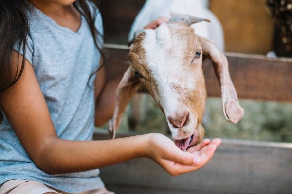 Discover how our organic goat feed revolutionizes goat farming