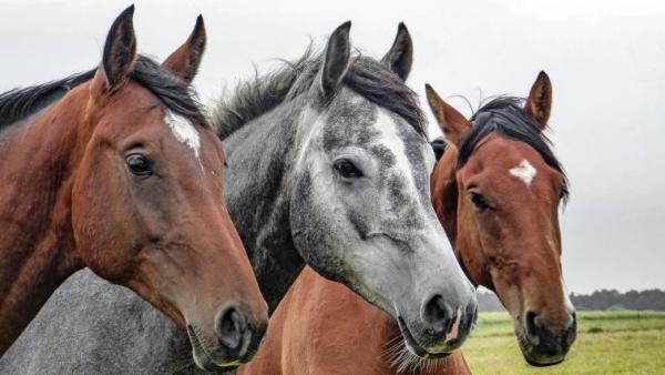 Cómo cuidamos la salud y energía de tus caballos con nuestro pienso ecológico