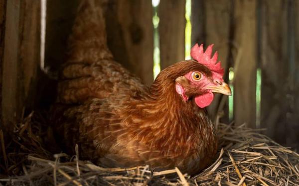 A nossa alimentação biológica para galinhas poedeiras contribui para a qualidade dos ovos.