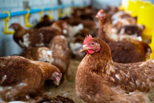 Improve egg production in summer with our organic chicken feed.