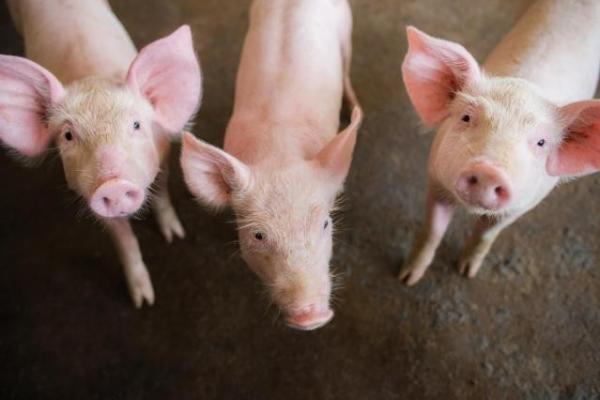 Cómo mejoramos la salud y productividad del ganado porcino con nuestro pienso ecológico para cerdos