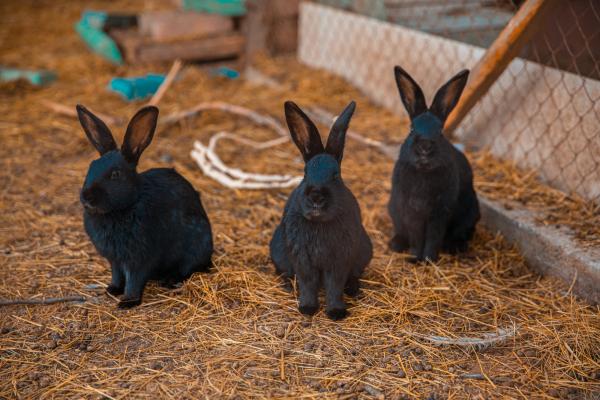 Take care of your rabbits' nutrition with our organic feed