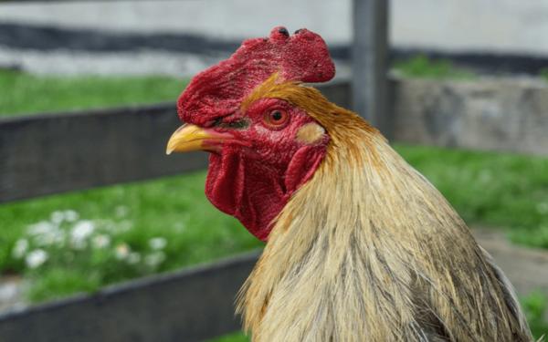 The difference of feeding organic feed: the key to superior quality chicken meat