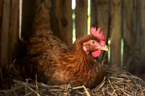 Nuestro pienso ecológico para gallinas ponedoras contribuye a la calidad de los huevos