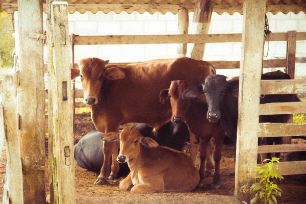 Ökologisches Viehfutter für Kühe, ein gesundes Geschenk in der Festtagssaison