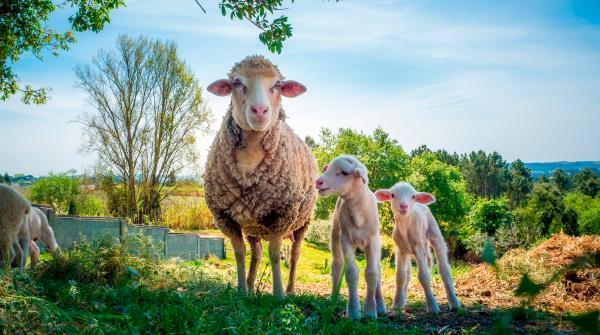 Der Fr&uuml;hling: Der Moment, in dem sich alles entscheidet