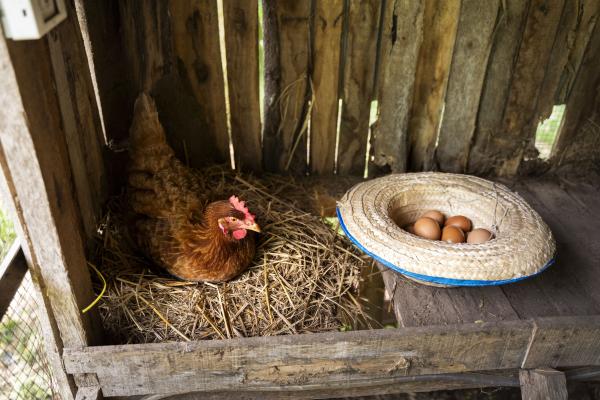 O Segredo dos Ovos de Qualidade: Ração Orgânica para Galinhas Poedeiras da Bifeedoo