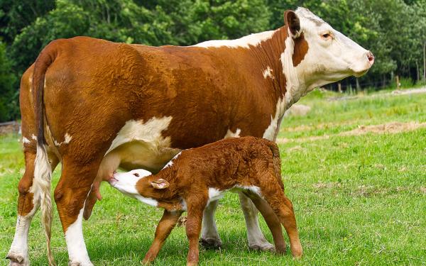 We talk about the commitment to organic calf rearing