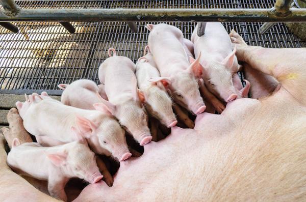 Ração biológica para porcas gestantes: a melhor nutrição para os seus porcos.