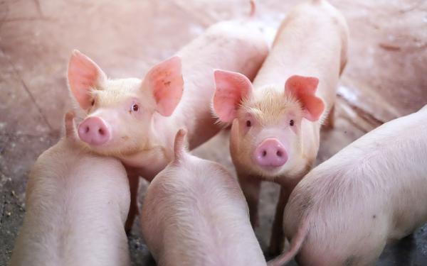 Sobre la importancia de la alimentación con pienso ecológico para cerdos