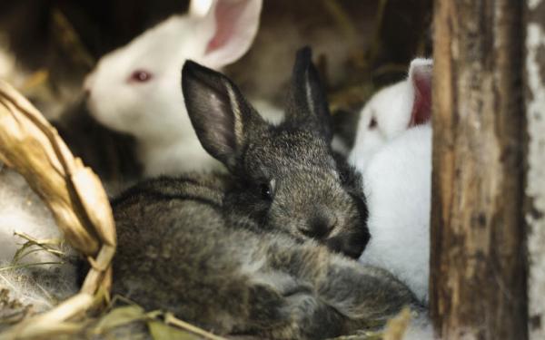 Los beneficios de pasarse al pienso ecológico para conejos