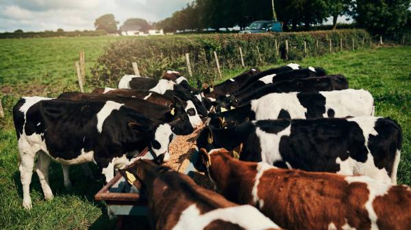 &iquest;Cu&aacute;l es el papel actual del pienso ecol&oacute;gico para vacas?