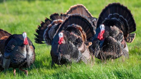 How to improve turkey farming in autumn with adapted organic feeding