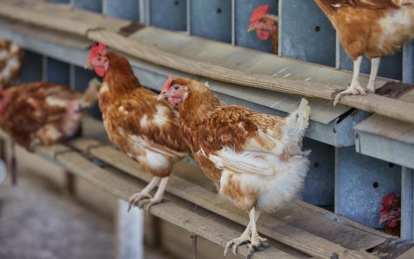 Ração orgânica para galinhas