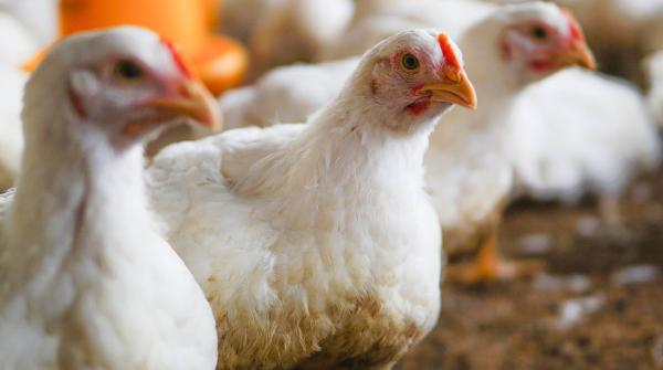 How to improve chicken growth in summer with suitable organic feeding