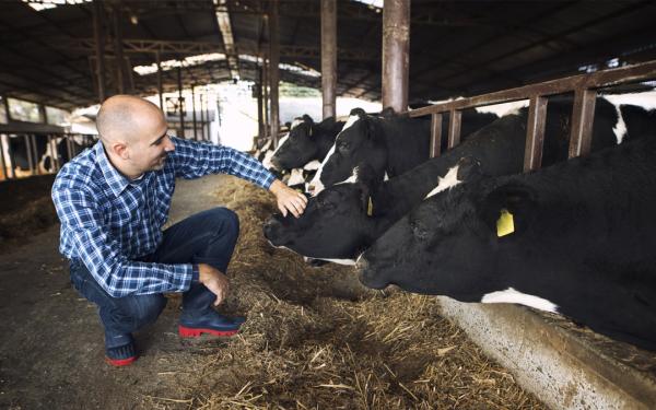 Te contamos la importancia de una buena alimentación en el ganado vacuno lechero