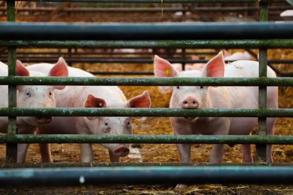 Our organic feed for pigs transforms organic swine farming