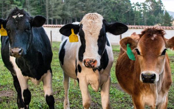 Como aumentar a produção de leite com nossa ração orgânica para vacas