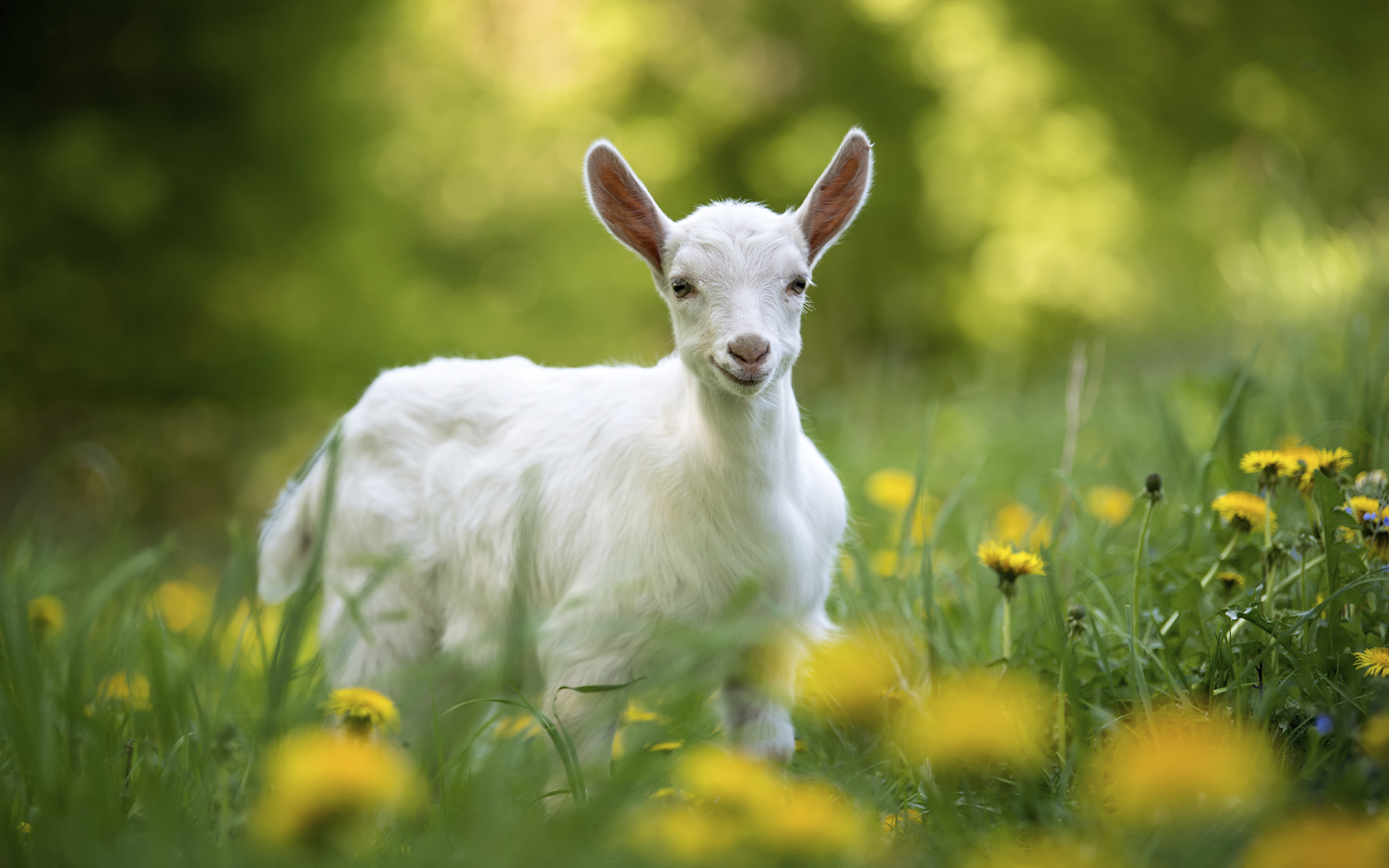 Nuestro pienso ecológico a granel, tu aliado para una buena primavera en la granja