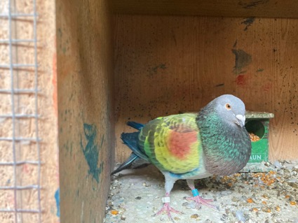 Cómo cuidamos el rendimiento y la salud de tus palomos deportivos con nuestro pienso ecológico