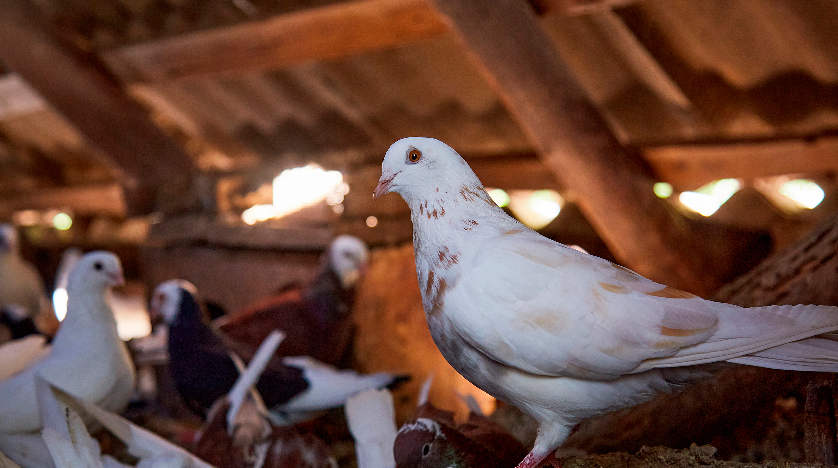 &Ouml;kologische Taubenf&uuml;tterung im Sommer: Mehr Leistung, bessere Regeneration und gesteigertes Wohlbefinden
