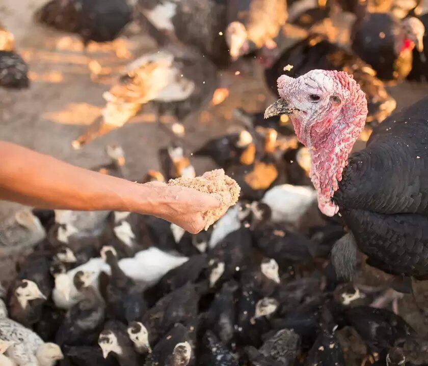 Organic feed for turkeys: The most natural and balanced feeding for their well-being.