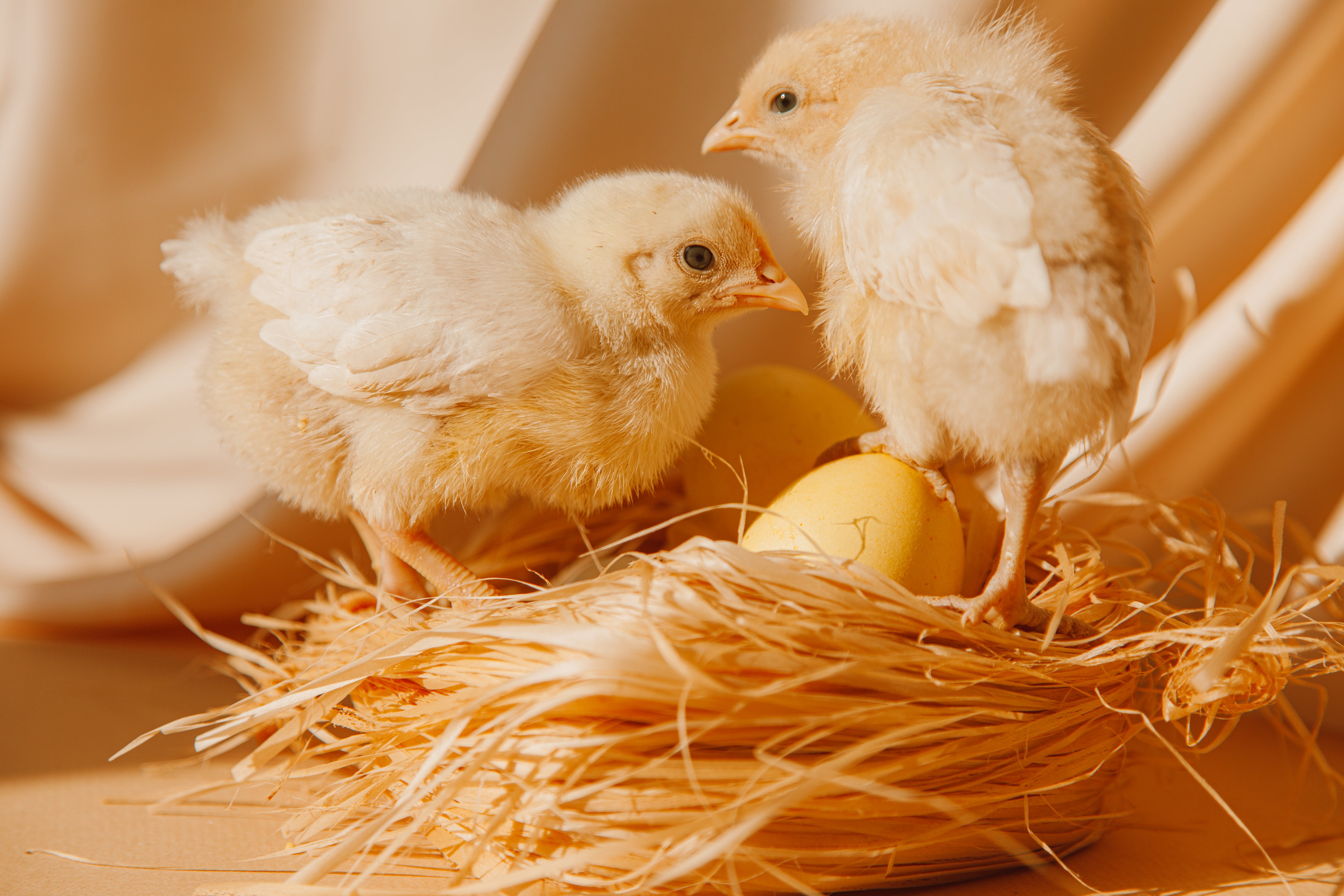 Ökologisches Futter für Hühner von Bifeedoo: Ihr Verbündeter für eine exzellente Geflügelzucht