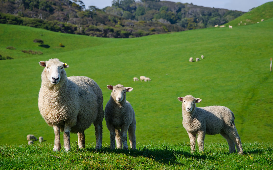 Aufzucht von Schafen mit Bio-Futter für Lämmer