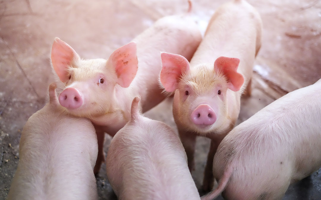 Learn about the importance of feeding organic feed for pigs