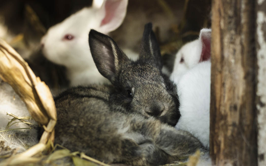The benefits of switching to organic feed for rabbits